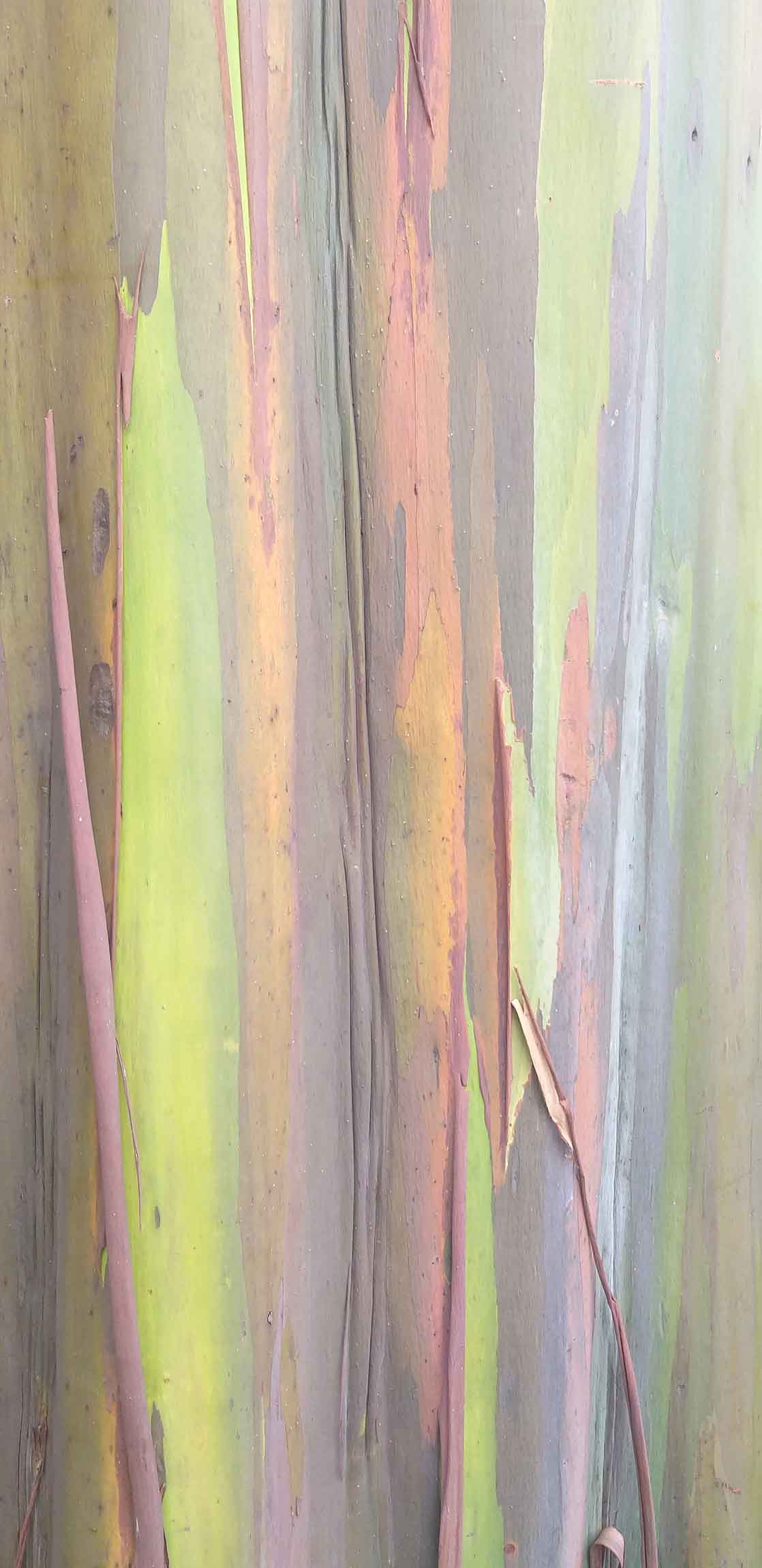 eucalipto arcoiris